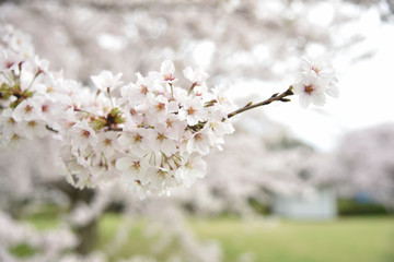 Sakura Full Blossom