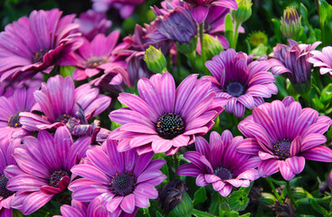 Selective focus of violet floral flower.- Use for background.
