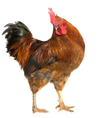 Rooster isolated on white background