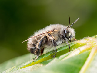 Bee apis mellifica