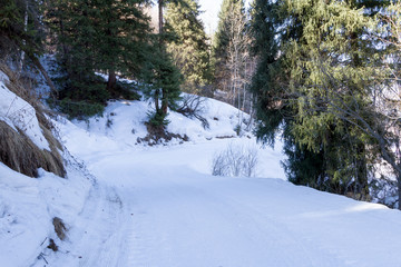 Fototapeta na wymiar ski trail in the winter the trees