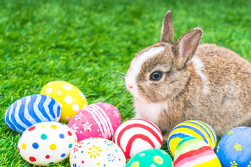 Rabbit and easter eggs in green grass