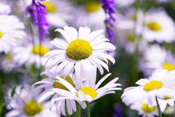 Obraz premium Wild chamomile flowers