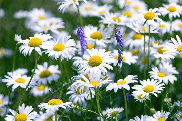 Wild chamomile flowers