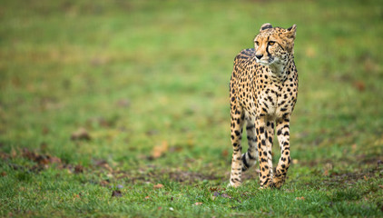 Fototapeta na wymiar Cheetah (Acinonyx jubatus)