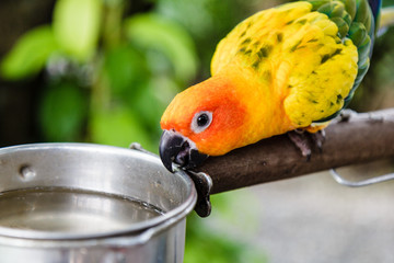 Naklejka premium Yellow parrot drinkong water