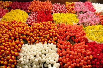 Tulips for sale in a flowers market
