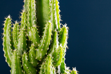 macro shot of cactus plants with studio lighting on dark blue wall.