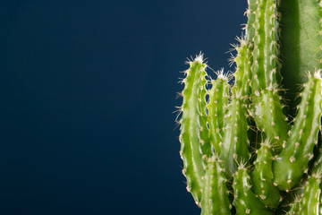 macro shot of cactus plants with studio lighting on dark blue wall.