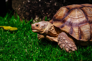 Turtle on teh green meadow