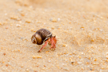 Hermit crab on the beach of Phuket