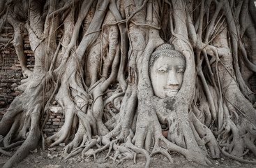 Root covers head of buddha statue