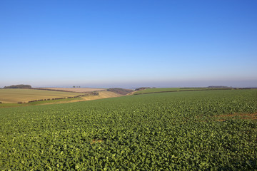 horsedale valley agriculture