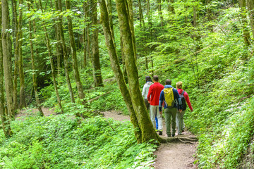 Wandergruppe im Wald