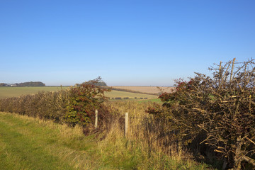 hedgerow with berries