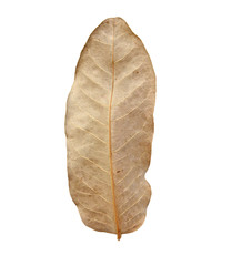 Dried fall leaf isolated on white background (clipping path)