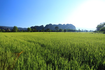 Rice and mountains