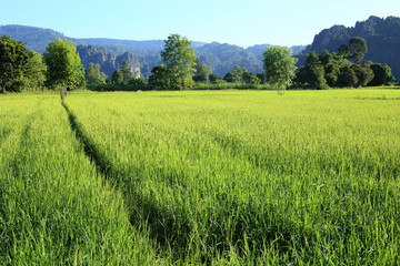 Fototapeta premium Rice and mountains