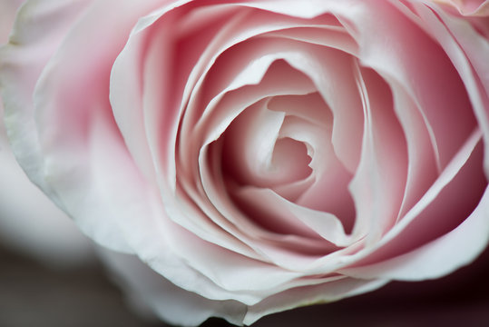 Close up image of pink rose petals