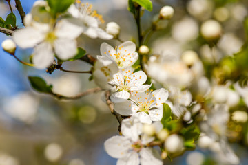 Fototapeta na wymiar Blossom flower on a springtime in natural light
