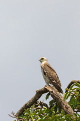 Short-toed snake eagle in a treetop