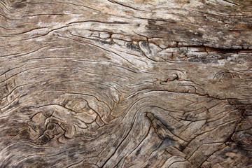 Texture of tree stump