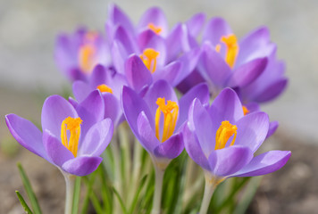 Crocus flower