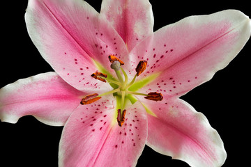 Rosa Lilie © franke 182