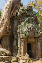 Naklejka premium Tree roots growing through the ruins of Ta Prohm Temple