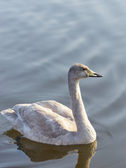 オオハクチョウ　幼鳥　泳ぐ