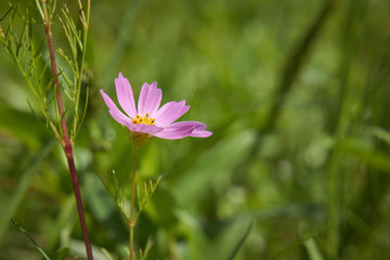 Fototapeta premium 一輪のコスモス 桃色