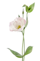 Beauty light  pink flower isolated on white. Eustoma