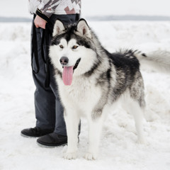 Alaskan Malamute dog