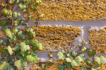 Stone brick wall with fresh ivy vegetation with copy space background.