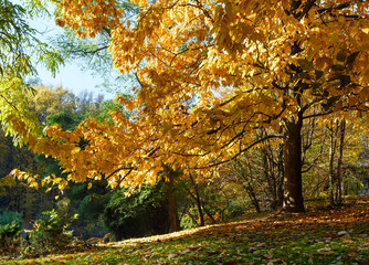 Autumn oak tree in park.