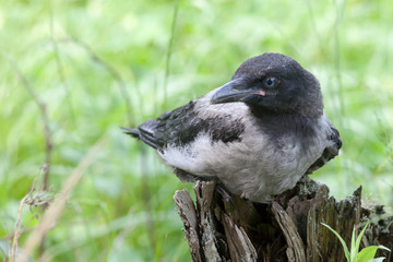 baby bird of a crow on green background  grass