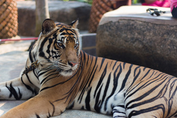 Tiger in public zoo