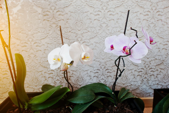 White and pink phalaenopsis flowers orchid on vanile texture bac
