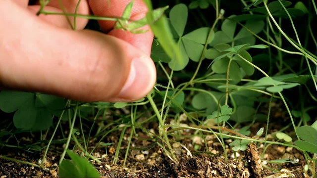 Clover Plant Pulled From the Root Super Slow Motion