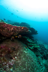 Fototapeta na wymiar Reefscape of the tropical islands