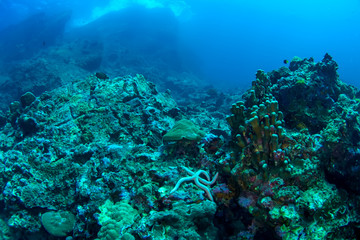 Naklejka na ściany i meble Starfish resting onthe rocks of tropical reef.
