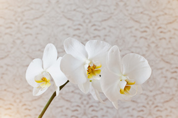 Close up white phalaenopsis flowers orchid on texture background