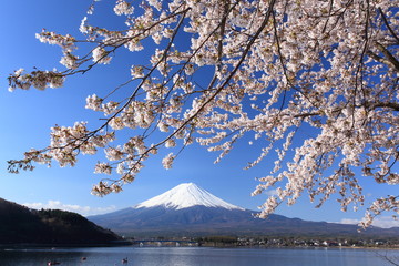 河口湖の春 / 満開の桜の中に富士山を入れて、河口湖の春を撮影
