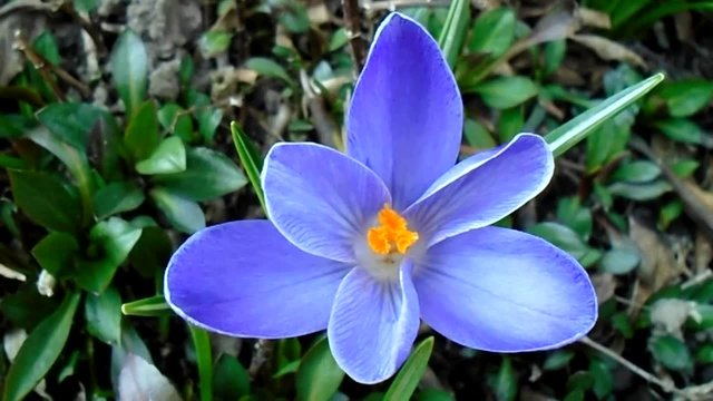 Blue crocus in the garden

