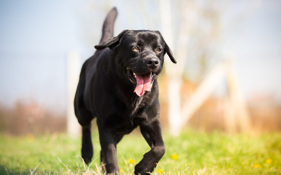 Black labrador dog running in the park