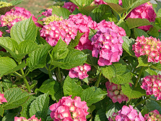 Fototapeta premium Hortensien, Hydrangea