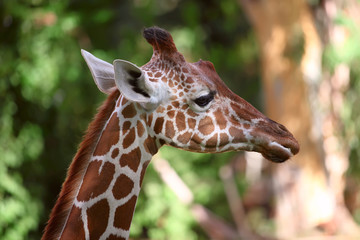 Fototapeta na wymiar giraffe