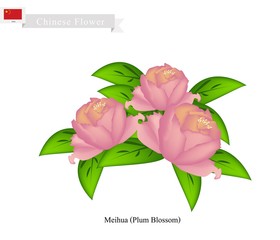 Peony Flowers, The National Flower of China