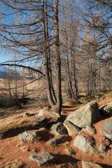 bosco in inverno