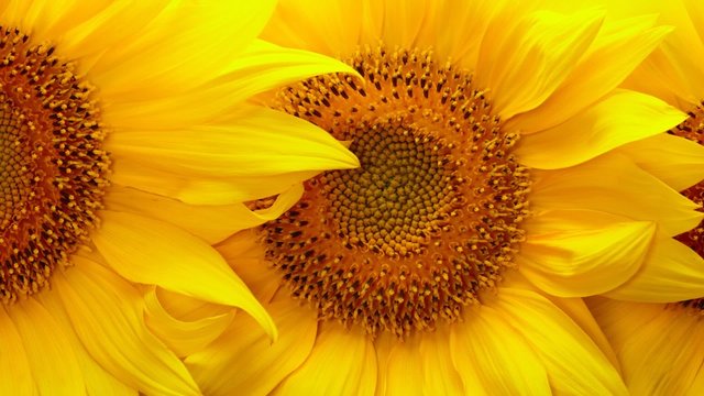 Sunflowers
